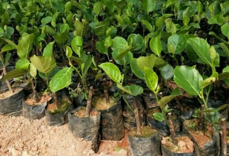 Giới thiệu đặc điểm cây giống mít trái dài(1)