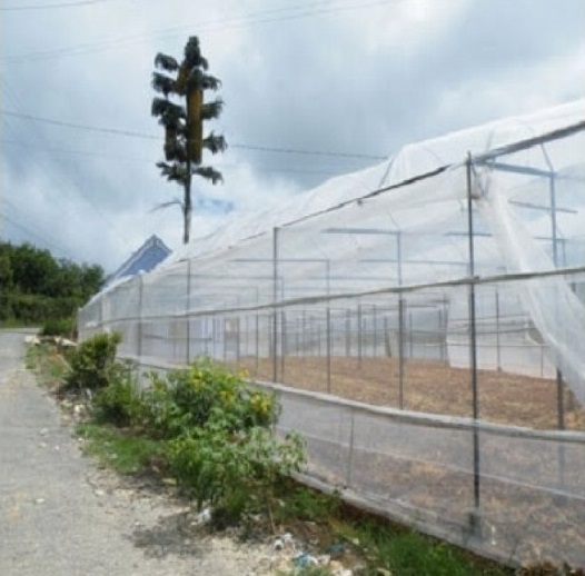 Nhà lưới trồng rau sạch(1)