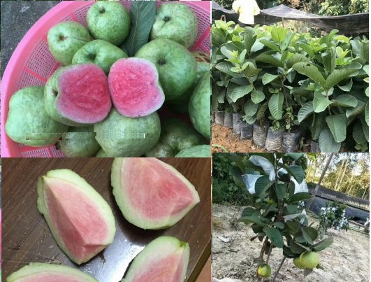 Giới thiệu giống ruột đỏ không hạt Thái Lan