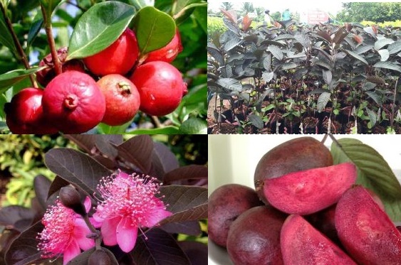 Giới thiệu đặc điểm giống ổi tím Malaysia