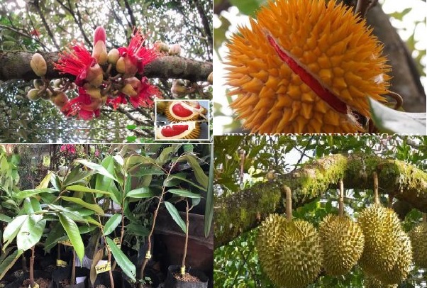 Giống sầu riêng ruột đỏ được tìm thấy ở Malaysia đã được nhập trực tiếp về Việt Nam