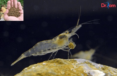 Nguyên nhân tôm thẻ bỏ ăn và cách chữa bệnh