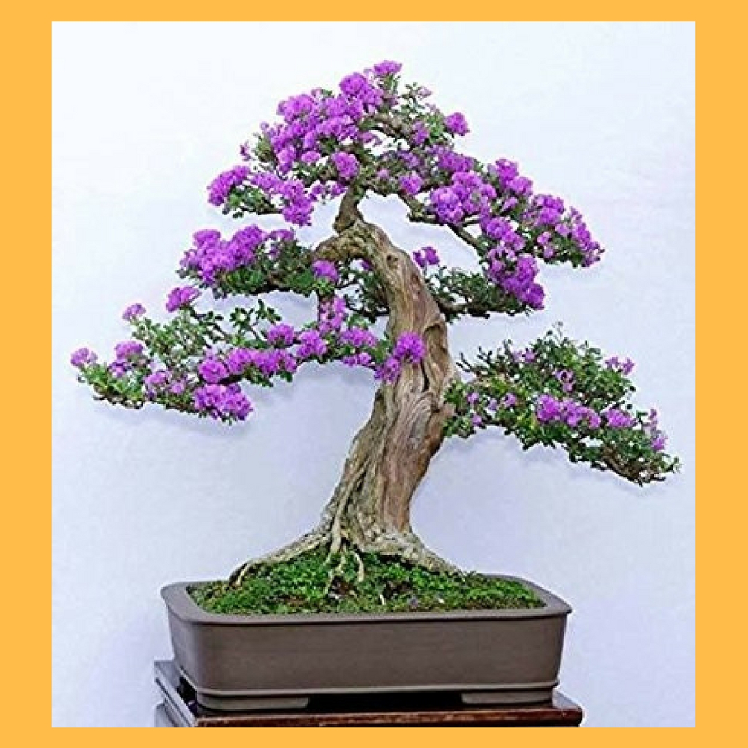 Kinh nghiệm chăm sóc giúp cây Linh Sam ra nhiều hoa và đẹp