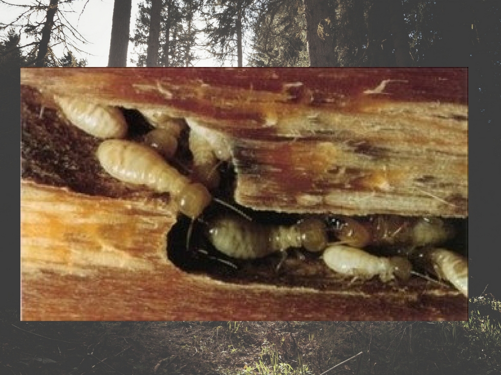 Diệt mối tận gốc khó hay dễ?