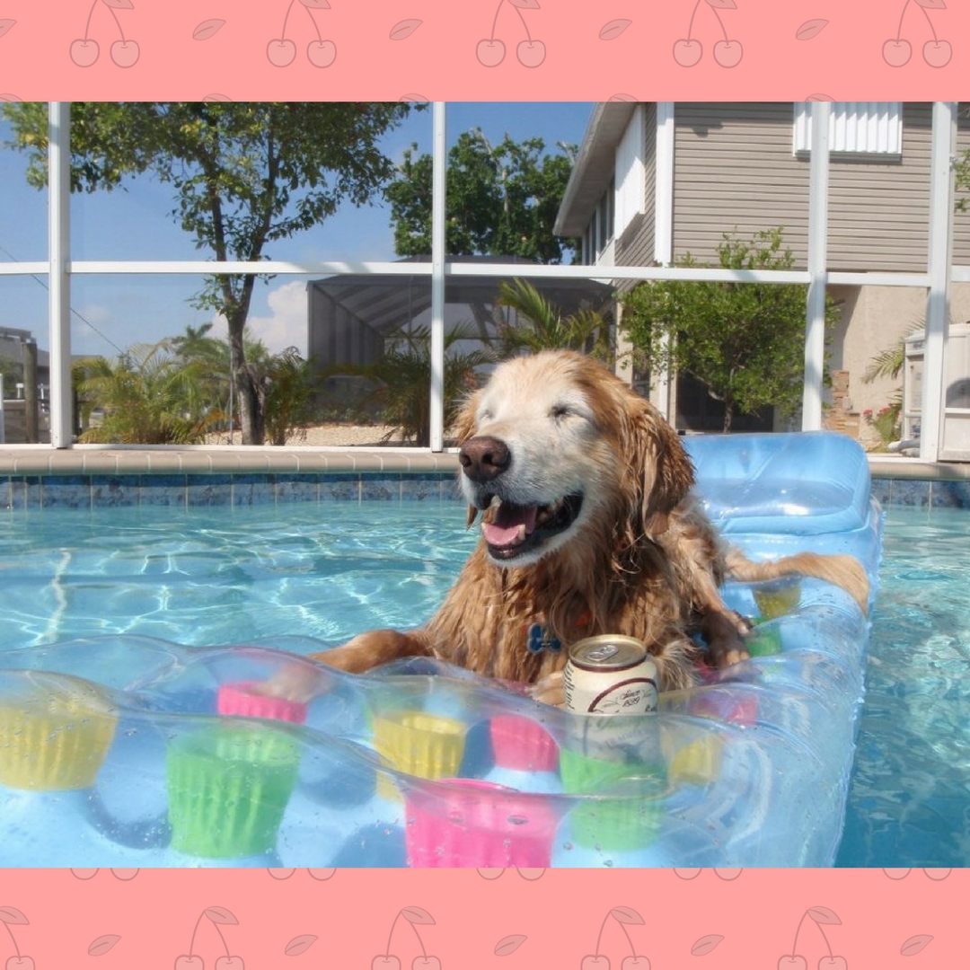 Những điều cần lưu ý và quan tâm khi tắm cho chó