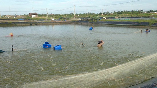 Hiệu quả mô hình nuôi tôm sử dụng chế phẩm sinh học