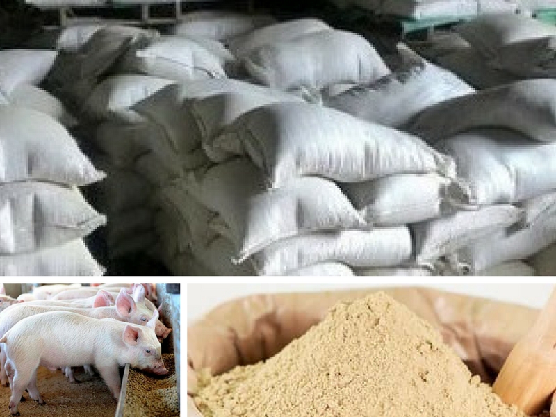 Tìm hiểu về cám gạo - Giải pháp dinh dưỡng trong chăn nuôi