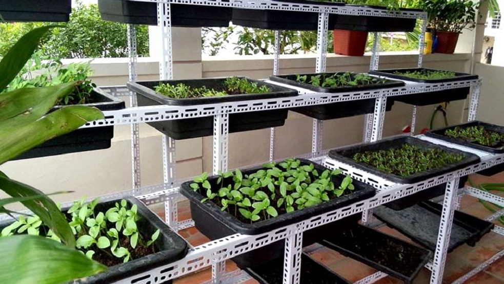 Mục đích sử dụng vôi bột trong trồng rau sạch hiện nay(1)
